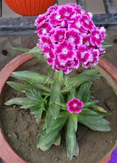  Plant with. inflorescence